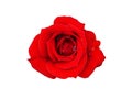 Red rose flower bud isolated on white Royalty Free Stock Photo