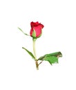 Red rose flower bud with light wind and green leaves isolated on white background and clipping path Royalty Free Stock Photo