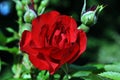 Red rose flower and buds blooming on bush, dark green leaves background, close up Royalty Free Stock Photo