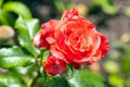 Red rose flower and buds on blurred background