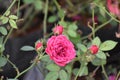 Red Rose Flower with Buds