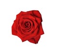 Red rose flower with clipping path isolated on white background. Nature object for design to Valentines Day, mothers day Royalty Free Stock Photo
