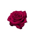 Red rose flower with clipping path isolated on white background. Nature object for design to Valentines Day, mothers day Royalty Free Stock Photo