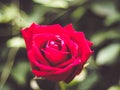 Red Rose Flower close up background. Beautiful Dark Red Rose closeup. Symbol of Love. Valentine card design blur green nature