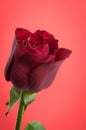 Red rose flower close up design Royalty Free Stock Photo