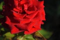 Red rose flower close up in the garden Royalty Free Stock Photo