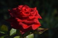 Red rose flower close up in the garden Royalty Free Stock Photo