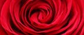 Red rose flower close up. Horizontal nature background Royalty Free Stock Photo