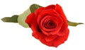 Red rose flower, close up, isolated, white background cutout Royalty Free Stock Photo