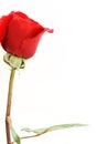 Red rose flower isolated on the white background Royalty Free Stock Photo