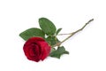 Red rose flower close-up isolated on white clipping path included Royalty Free Stock Photo