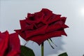 Red rose flower close up Royalty Free Stock Photo