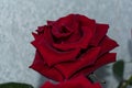 Red rose flower close up Royalty Free Stock Photo