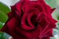 Red rose flower close up Royalty Free Stock Photo