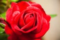 Red rose flower close-up macro photo Royalty Free Stock Photo