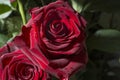 Red rose flower close up macro top view Royalty Free Stock Photo