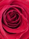 Red rose flower. Close-up, macro view. Love, romance concept. Royalty Free Stock Photo