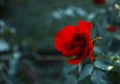 Red rose flower close up on natural blurred blue green background with copy space Royalty Free Stock Photo