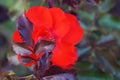 Red rose flower close up on nature background, bokeh Royalty Free Stock Photo