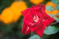 Red rose flower close up Royalty Free Stock Photo