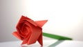 Red rose flower close up. Royalty Free Stock Photo