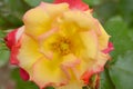 Rosa `Double Delight`.Opened red rose bud