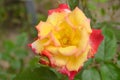 Rosa `Double Delight`.Opened red rose bud