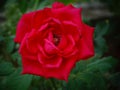Red rose flower closeup image, dark background