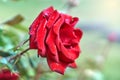 Red rose flower. Closeup photo of beautiful red rose flower Royalty Free Stock Photo