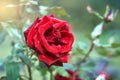 Red rose flower. Closeup photo of beautiful red rose flower Royalty Free Stock Photo