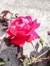 Beautiful red rose flowers collection in the garden Royalty Free Stock Photo