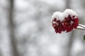 red rose flower covered by snow Royalty Free Stock Photo