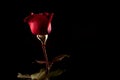 Passion in Darkness: Red Rose on Black Background Royalty Free Stock Photo