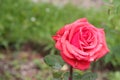 Red rose flower with dewdrops on its petals Royalty Free Stock Photo