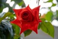 Red rose flower with dewdrops . Royalty Free Stock Photo