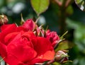 Red Rose flower with dewdrops . Royalty Free Stock Photo