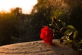 Red rose flower on dramatic, romantic sunset under rain . Suitable for Valentines day, Mothers day, wedding anniversary