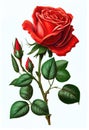 Red rose flower drawing isolated on white background. Watercolor, hand drawn style, ai generation Royalty Free Stock Photo