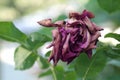 The red rose flower is dried by the hot summer sun . Close-up. Royalty Free Stock Photo