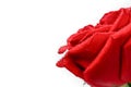 Red rose flower with drops of morning dew, closeup isolated on white background with copy space, macro. Royalty Free Stock Photo