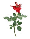 Red rose flower with drops of water Royalty Free Stock Photo