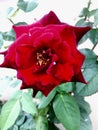 Red Rose