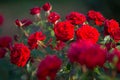 Red rose flower in full bloom in garden or park covered by water Royalty Free Stock Photo
