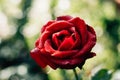 Red rose flower in the garden.