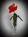 red rose flower in a glass vase and gray background Royalty Free Stock Photo