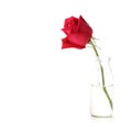 Red rose flower in glass vase Royalty Free Stock Photo