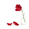 Red rose flower in glass vase Royalty Free Stock Photo