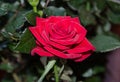 Red rose flower, green branch plant, dark green leaves background