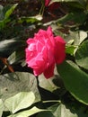 Red rose flower with green leaf