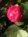 Red rose flower with green leaf